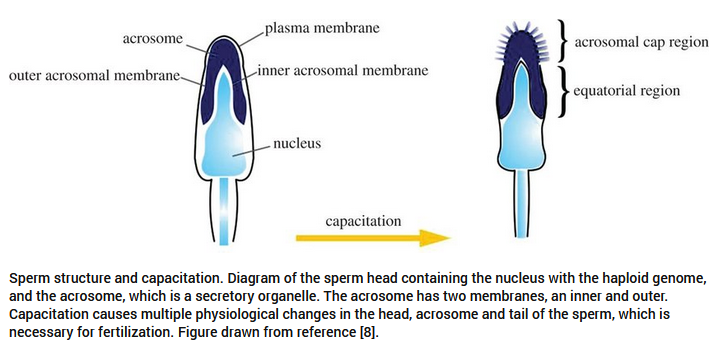 <p>The removal of the <strong>glycoprotein coat</strong> and <strong>seminal proteins</strong> from the <strong>acrosomal membrane</strong>, enabling fertilization. It requires <strong>contact with the oviduct epithelium</strong> and takes around <strong>8 hours</strong>.</p>