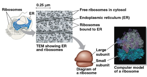 <p>Ribosomes</p>