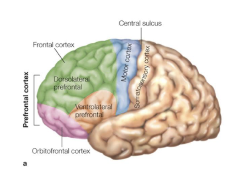 <ul><li><p><em>motor cortex</em>: in front of central sulcus</p><ul><li><p>Primary motor cortex - generating movements</p></li><li><p>Premotor cortex - controlling movements </p></li><li><p>Supplemental motor cortex - planning movements</p></li></ul></li><li><p><em>prefrontal cortex:</em> anterior to the motor cortex</p><ul><li><p>houses <em>executive functions</em>: planning, organising, controlling and executing behaviour;</p></li><li><p>last to develop!</p></li><li><p>evolutionarily the youngest;</p></li></ul></li></ul><p></p>