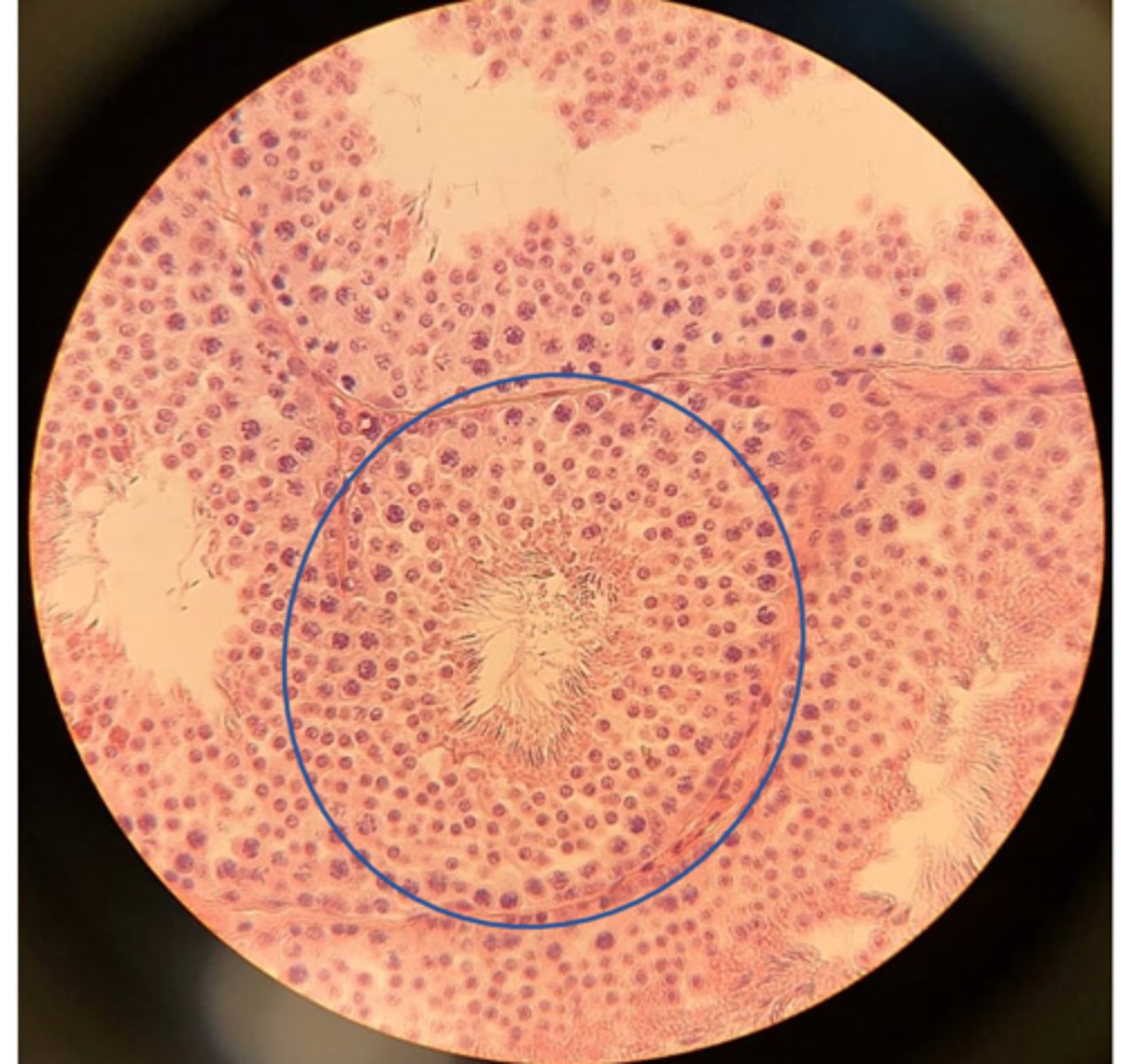 <p>Name the organ</p>