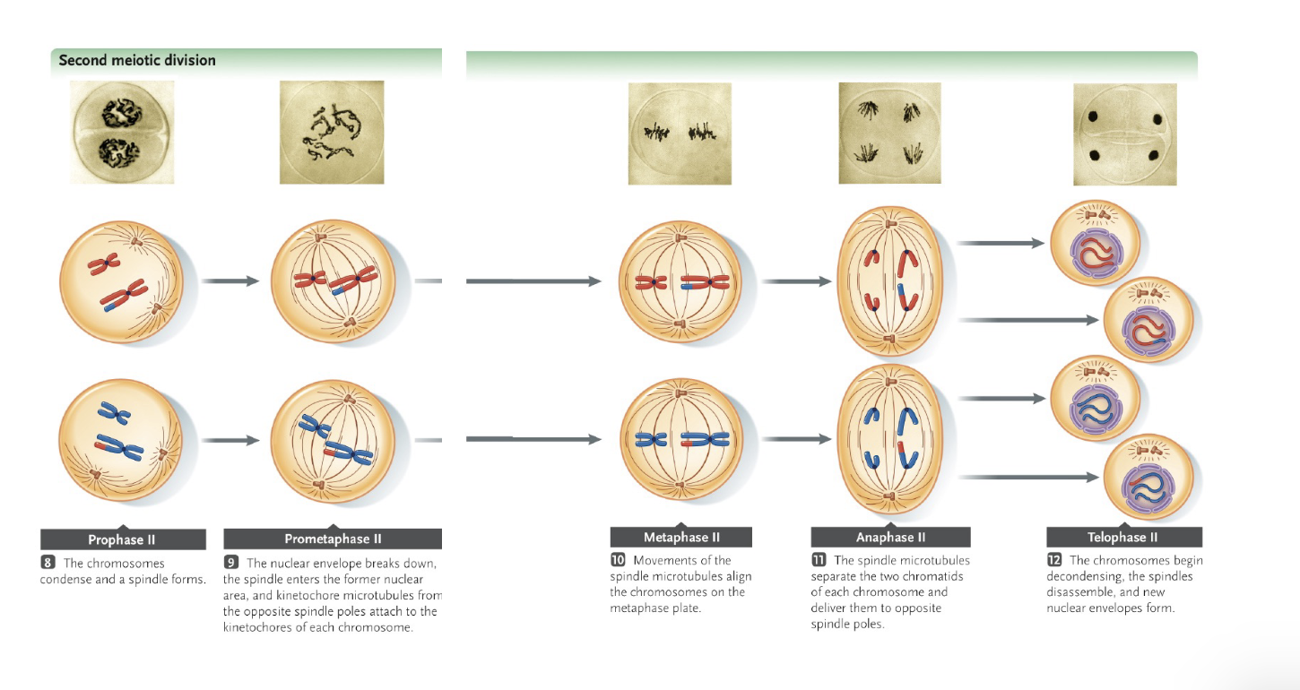 <p>Meiosis 2</p><ul><li><p>No DNA REPLICATION happens between meiosis 1 and meiosis 2 </p></li><li><p>The process of meiosis 2 and mitosis is otherwise similar </p></li><li><p>Sister chromatids are separated during ANAPHASE 2 </p></li><li><p>At the end of meiosis 2, 4 gametes are produced with a HAPLOID number of chromosomes (one chromatid/chromosome) that are not IDENTICAL due to CROSSING OVER and RANDOM ASSORTMENT </p></li></ul><p></p>