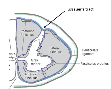 <p>Three major white matter regions of the spinal cord: dorsal, lateral and anterior </p>
