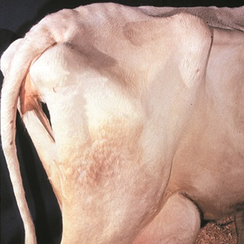 <p>Cattle Pelvis</p>