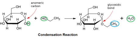 <p>Join sugars together</p><ul><li><p>Formed by <strong>condensation (dehydration) reactions</strong></p><ul><li><p>Water is released</p></li></ul></li><li><p>Two monosaccharides → <strong>one disaccharide</strong></p></li></ul><p>energetically UNFAVORABLE</p>