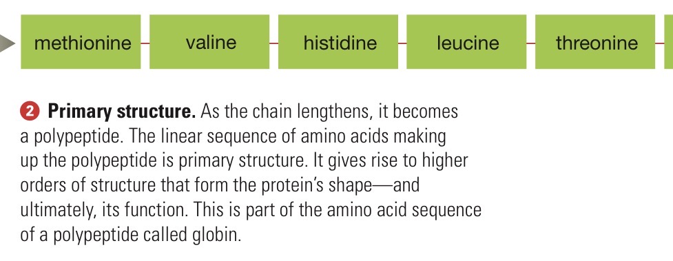 <p>Linear sequence of amino acids.</p>