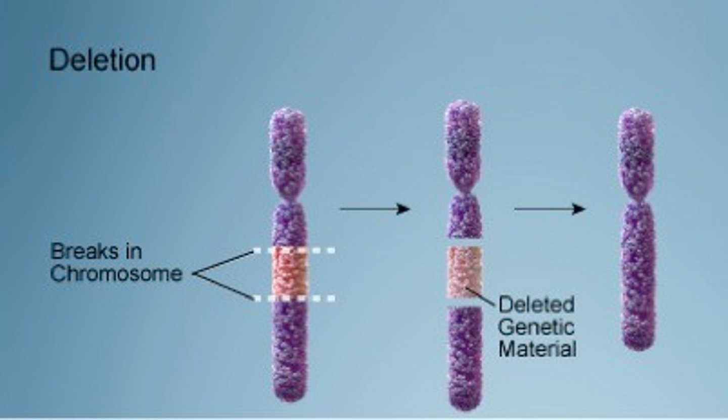 <p>a type of mutation that involves the loss of one or more nucleotides from a segment of DNA.</p>