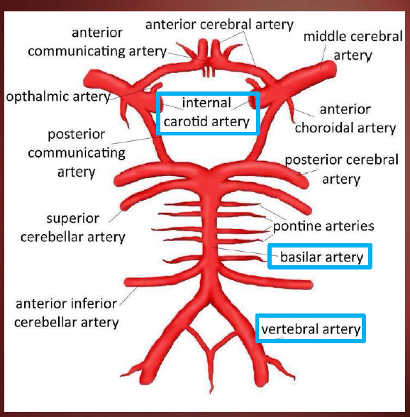 <ul><li><p>Internal Carotid aa.</p></li><li><p>Vertebral aa.</p><ul><li><p>cerebellar aa.</p></li><li><p>pontine aa.</p></li><li><p>cerebral aa.</p></li><li><p>communicating aa.</p></li></ul></li></ul><p></p>