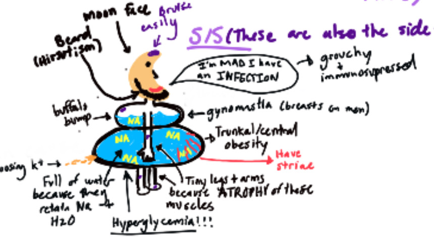 <p>oversecretion of adrenal cortex</p><ul><li><p>cushy = more (if you got a cushy tooshy, you got more lol; so cushings is <strong>over</strong> secretion</p></li><li><p>S/S (these are also the side effects of steroids)</p><ul><li><p>look at the drawing 13 s/s</p></li></ul></li><li><p>Treatment: Adrenoectomy</p></li></ul>