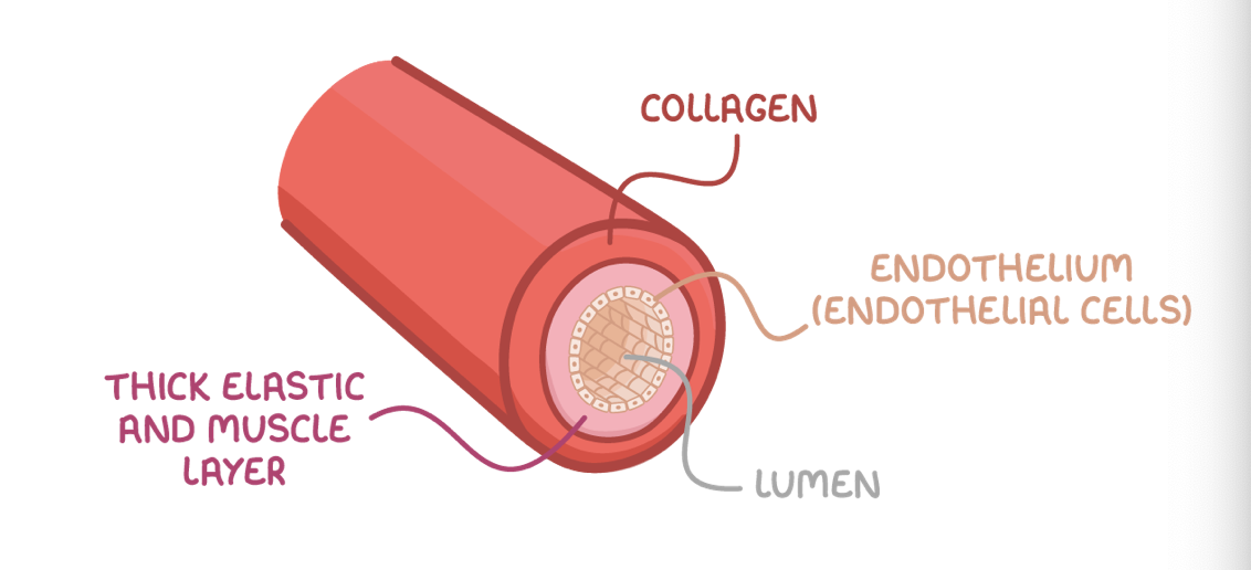 <p><strong>Adaptations of arteries:</strong></p><ol><li><p><strong>Collagen - Provides strength to prevent the vessel from bursting and to maintain vessel shape.</strong></p></li><li><p><strong>Elastic fibres&nbsp;- Contain elastin that lets them stretch and recoil to minimise changes in pressure.</strong></p></li><li><p><strong>Thick smooth muscle layer&nbsp;- Contracts/relaxes to constrict/dilate the lumen and control blood flow.</strong></p></li></ol><p style="text-align: left;">Arterioles are smaller than arteries, but with a comparatively larger lumen. Their walls have more smooth muscle and less elastin as they do not need to withstand such high pressures.&nbsp;</p>
