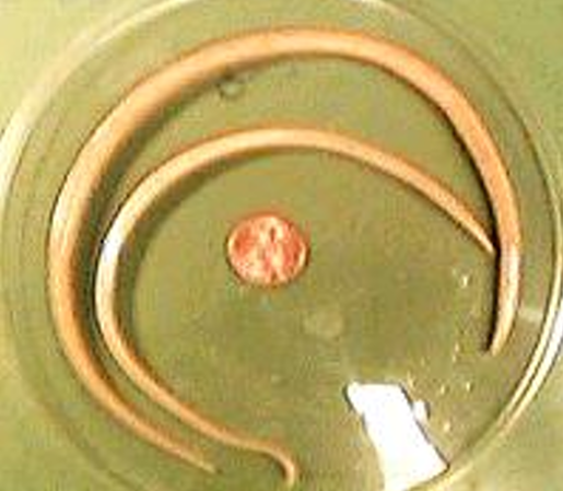 <ol><li><p>SN</p></li><li><p>PS</p></li><li><p>DH</p></li></ol><p></p>