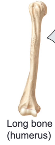 <p>Long bones</p>