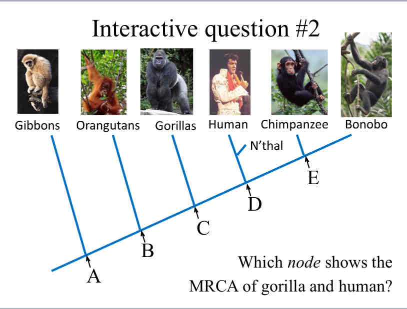 <p>Practice Question (MRCA) - Which node shows the MRCA of gorilla and human?</p>