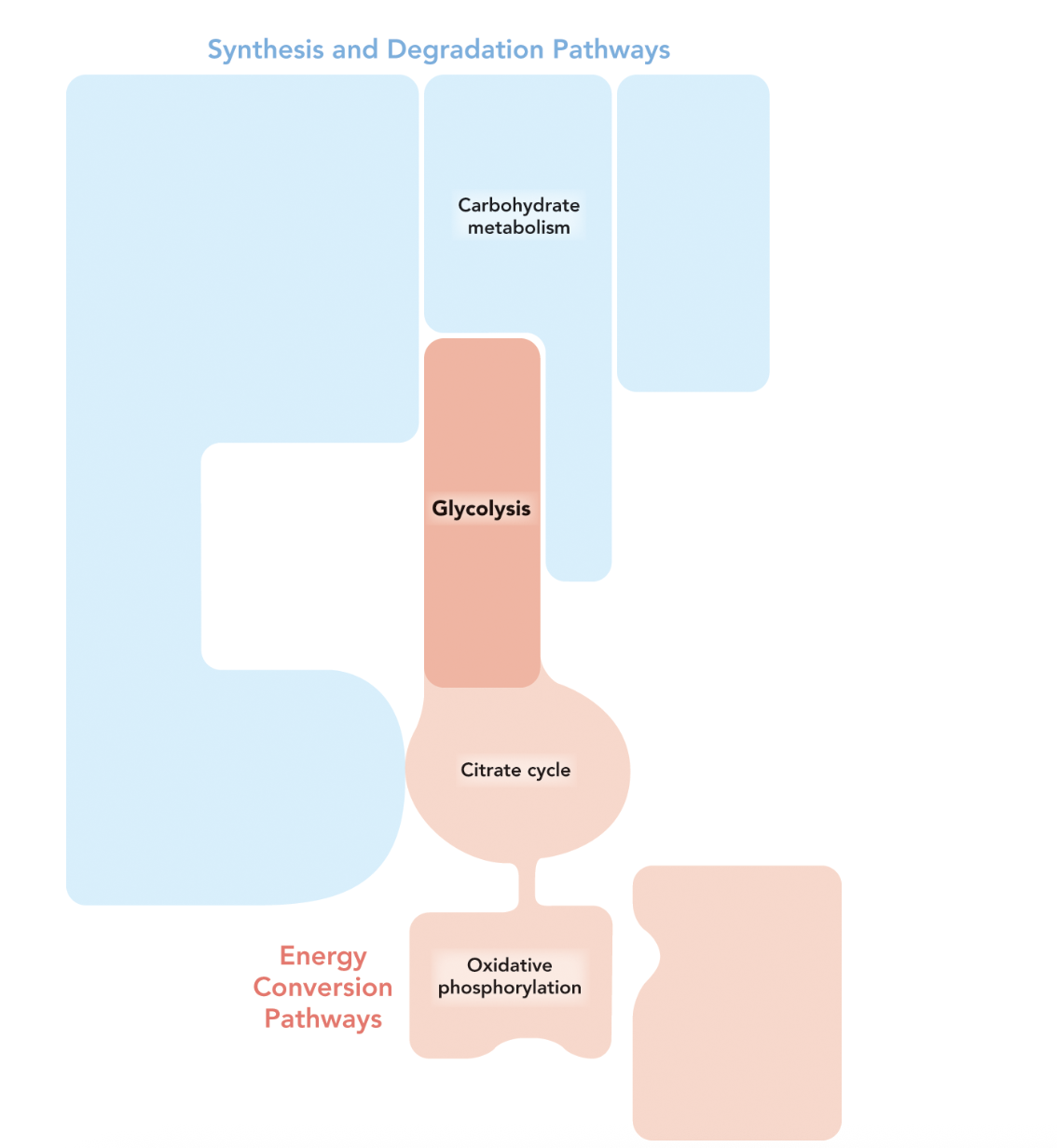 <p><strong>A:</strong> Figure 9.15 shows glycolysis at the top of a set of interconnected pathways that include the citrate cycle and oxidative phosphorylation. Together, these pathways completely oxidize glucose to CO₂ and H₂O.</p><p></p>