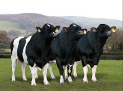 -Originates in SCOTLAND
-White with black to brown markings (resembles a Holstein), small to medium size
-Rapid growth, fertility, ease of calving
-Classified as at risk by the Rare Breeds Survival Trust in Britain