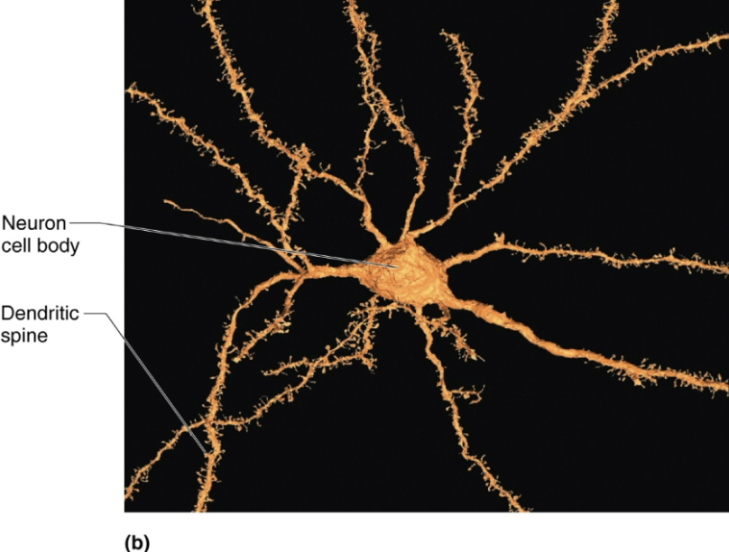 <ul><li><p><strong>STRUCTURE</strong></p><ul><li><p>Motor neuron can contain 100s of these short, tapering, diffusely branched processes</p></li><li><p>Contain same organelles as in cell body</p></li><li><p>In many brain areas, finer dendrites are highly specialized to collect information</p><ul><li><p>Contain <strong><em>dendritic spines</em></strong>, appendages with bulbous or spiky ends</p></li></ul></li></ul></li><li><p><strong>FUNCTION</strong></p><ul><li><p><span style="color: blue"><strong><em>Receptive (input) region of neuron</em></strong></span></p></li><li><p>Convey incoming messages <span style="color: blue"><strong>TOWARD</strong></span> <strong>cell body</strong> as <span style="color: purple"><strong><em><u>graded potentials</u></em></strong></span> (short distance signals)</p></li></ul></li></ul><p></p>