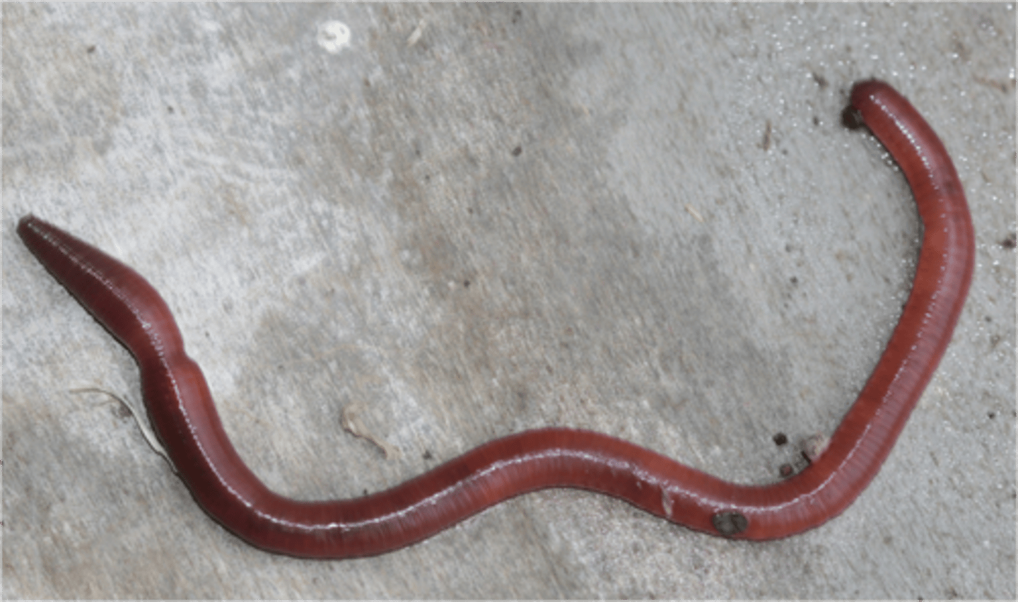 <p>organisms that break down dead organisms or waste products</p>
