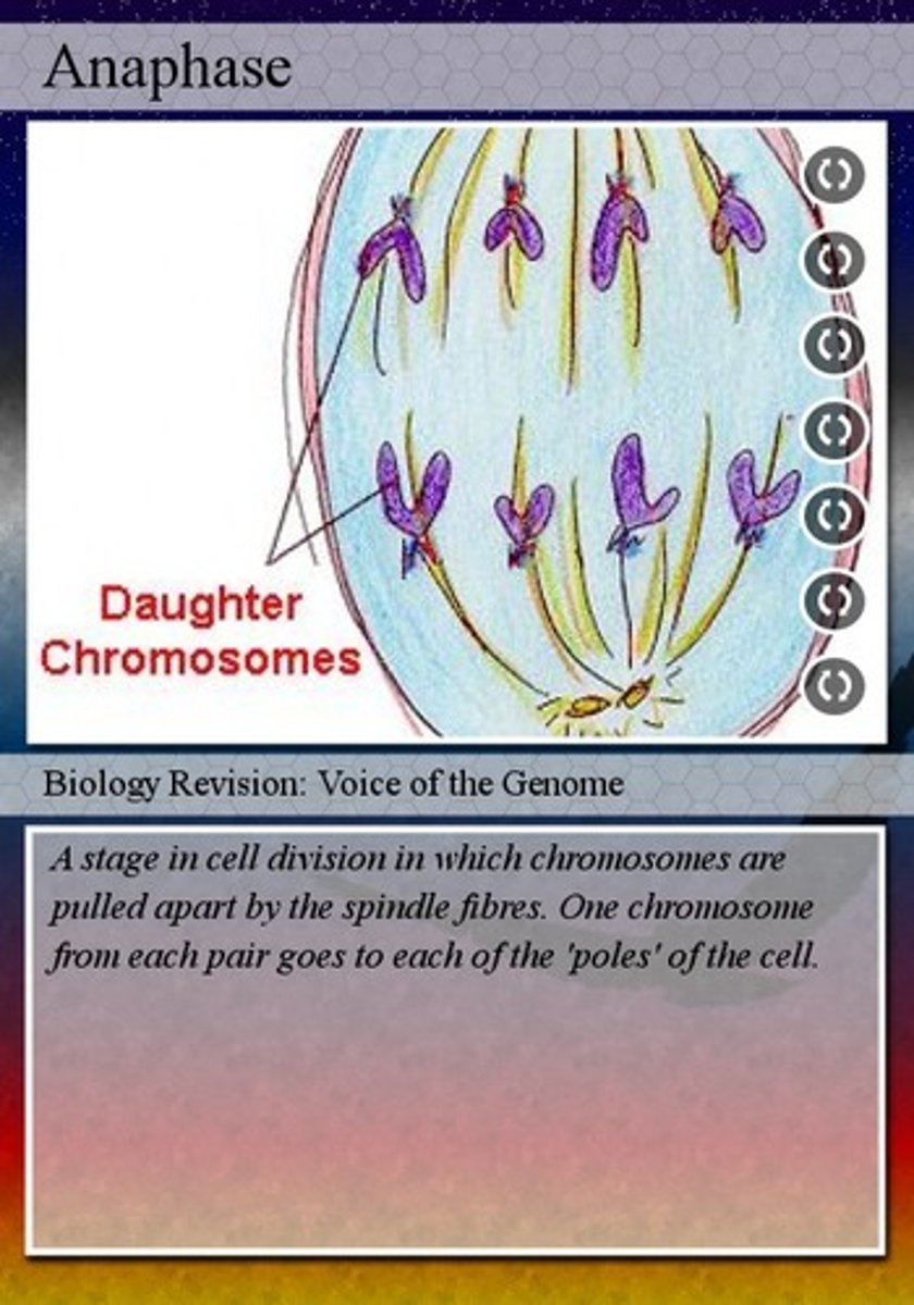 <p>chromosomes separate and move to centrioles (opposite ends0</p>