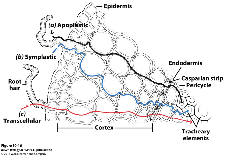 <p>via plasmodesmata from protoplast to protoplast</p><ul><li><p>connected! through plasma membrane, not through vacuole yet</p></li></ul><p></p>