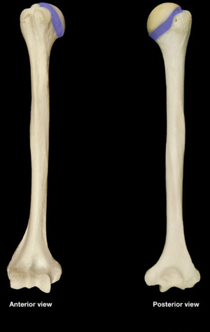 <p>(right humerus)</p>