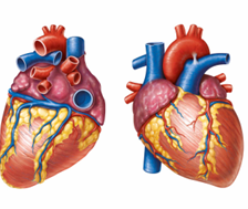 <p>What are the <strong>anterior and posterior interventricular sulci</strong>?</p>