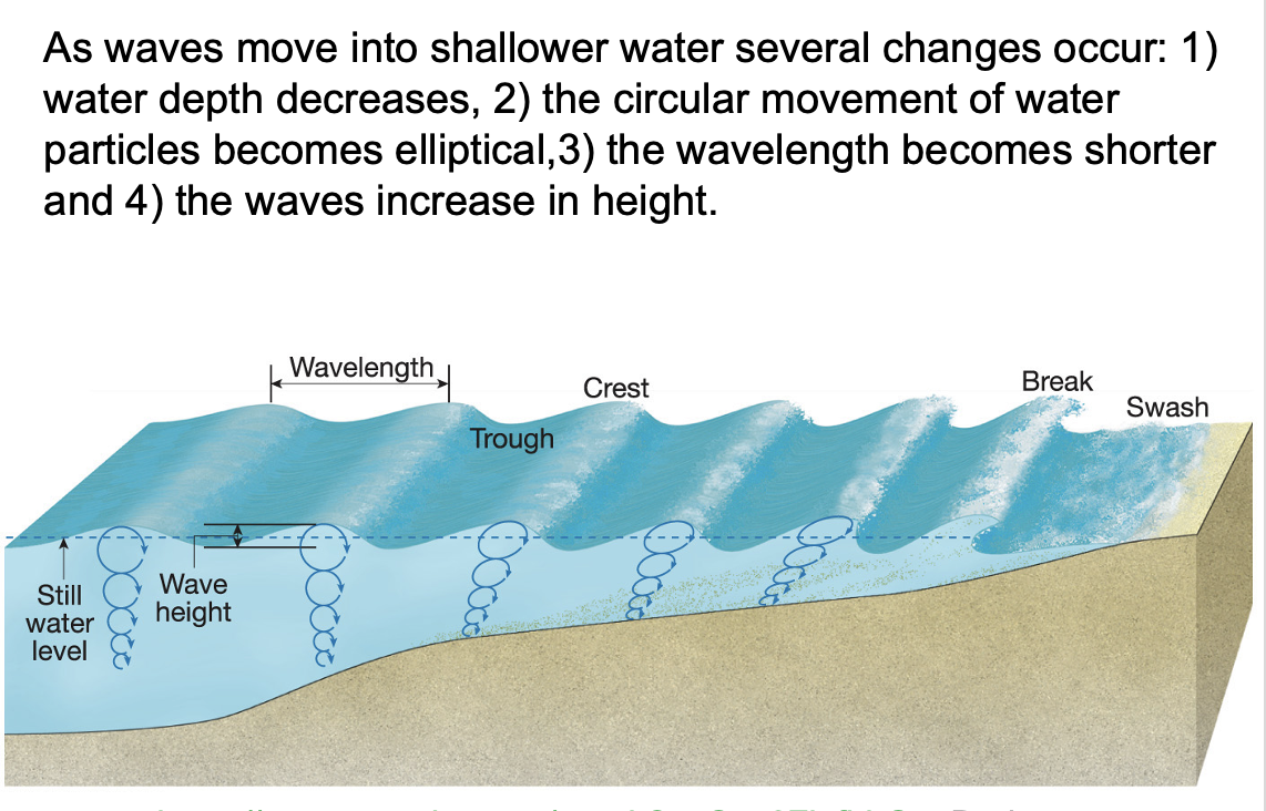 <p>As the wave form nears shore, the bottom of the wave slows down. The top keeps moving so the height builds up. (recall how an air parcel rolls along the ground during tornado formation). Eventually the wave height is too great and it topples over. This forms a white cap and a crashing wave</p>