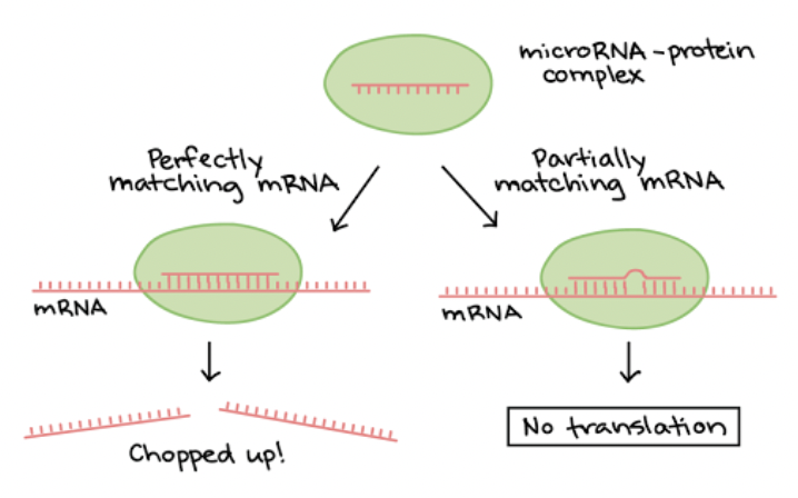 <p><span style="background-color: transparent; font-family: "Proxima Nova", sans-serif;"><span>Can bind to mRNA, causing it to degrade or blocking it from being translated</span></span></p>