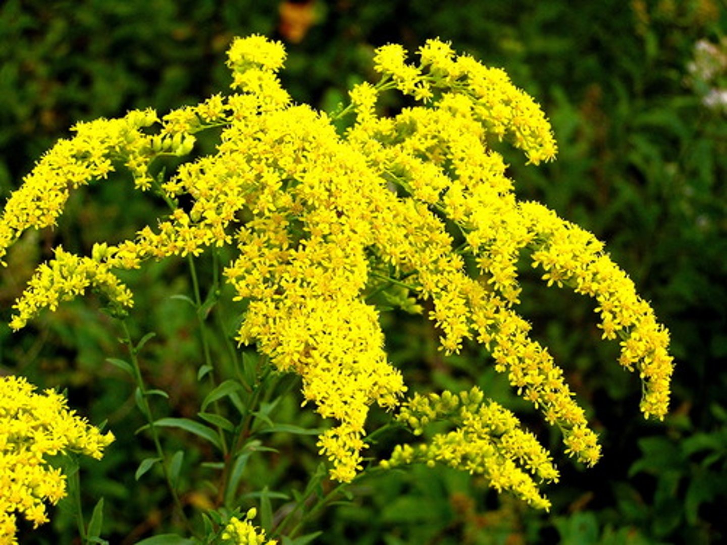 <p>state flower</p>