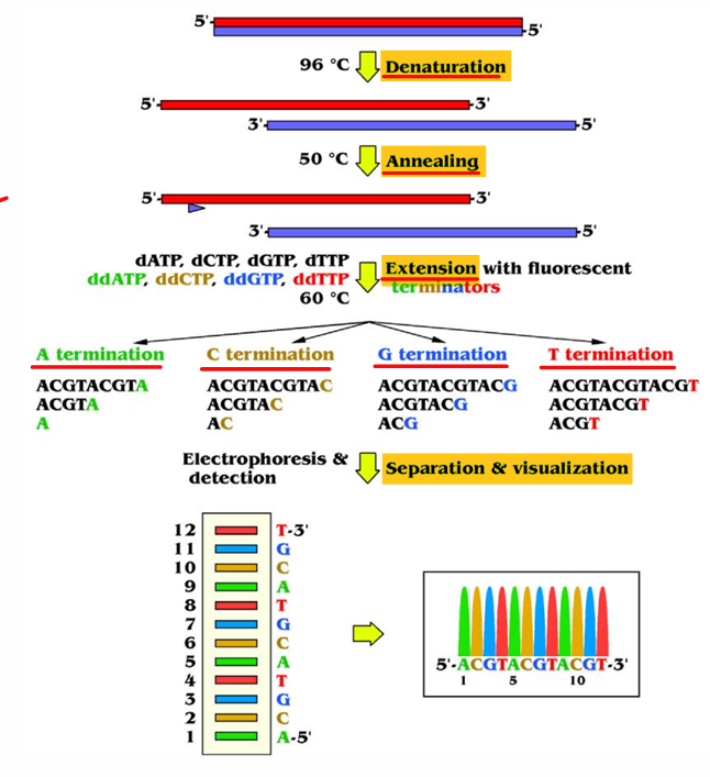 <p>a nucleic-acid sequencing approach by enzymatic synthesis, aka chain termination method</p>