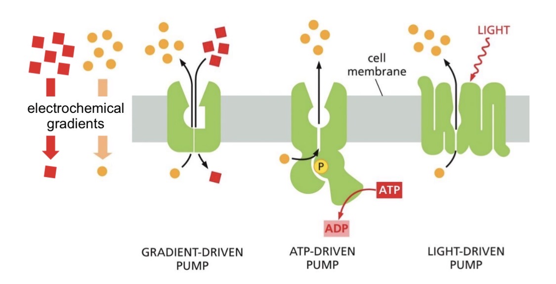 <ol><li><p>Gradient driven pump</p></li><li><p>ATP driven pump<span style="color: yellow;"> (ATPases)</span></p></li><li><p>Light-driven pump (bacteria)</p></li></ol><p></p>