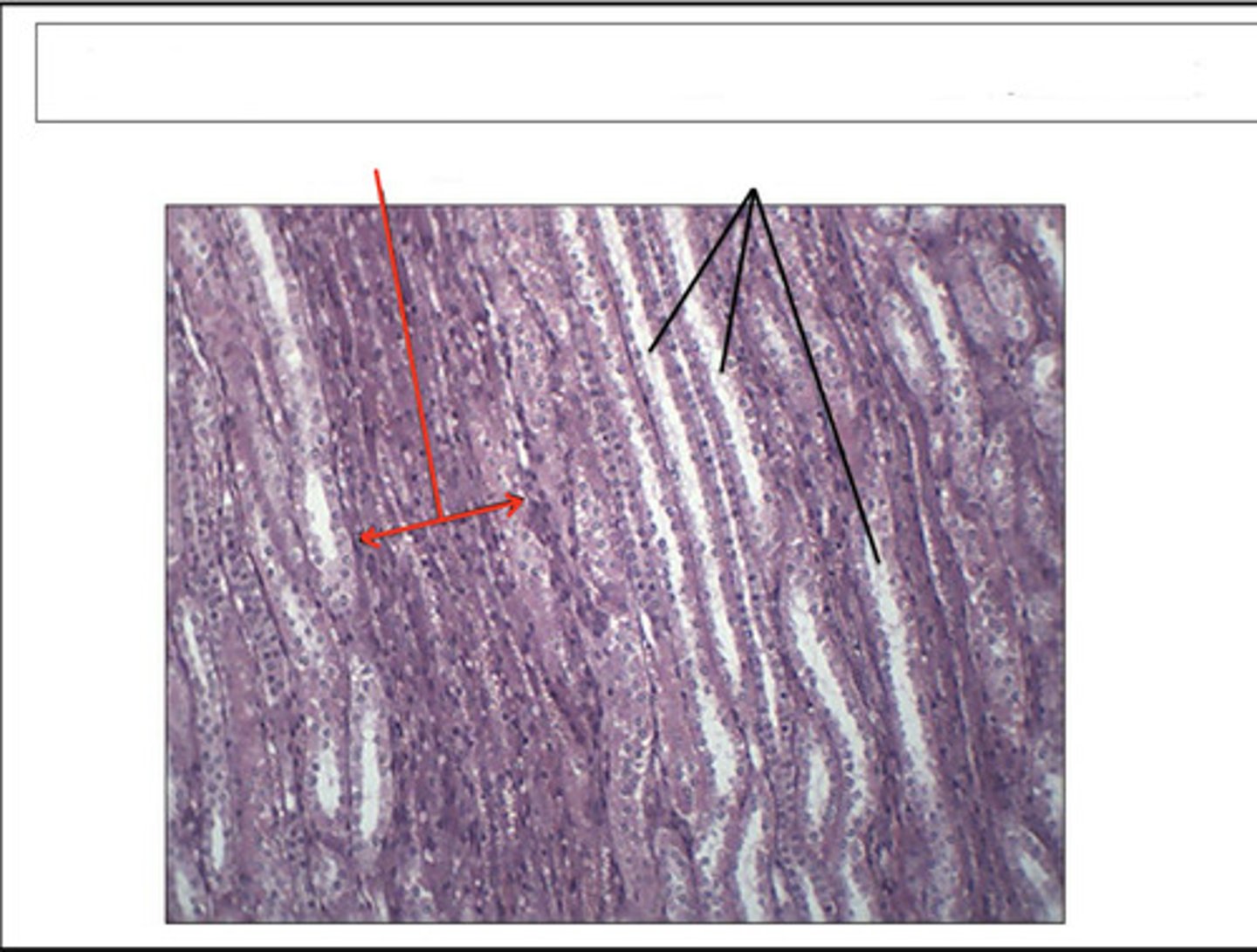 <p>identify this region and organ</p>