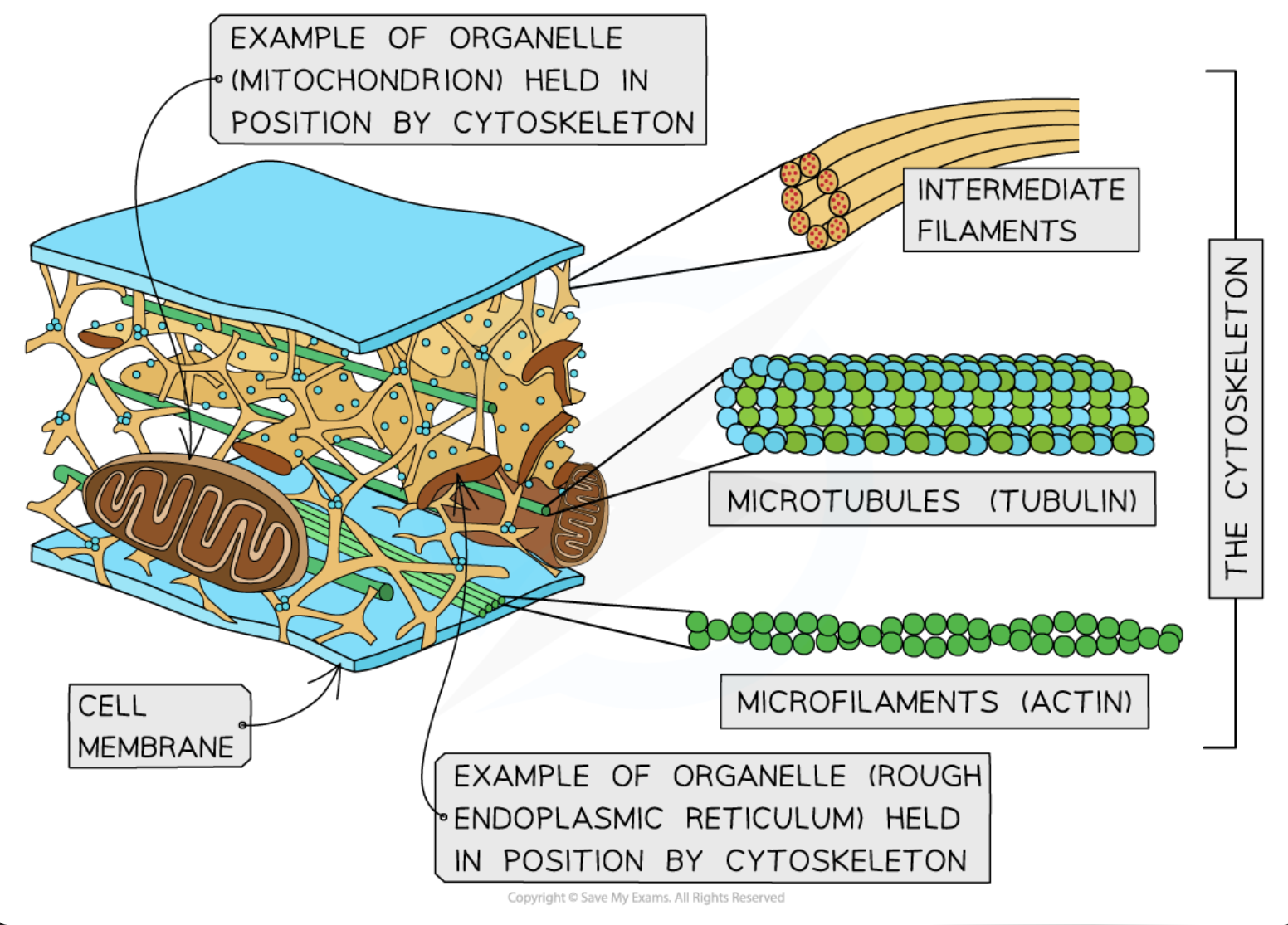 <ul><li><p>hollow tubes made up of α and β tubulin which combine to form dimers, which are then joined to make protofilaments </p><ul><li><p>Thirteen protofilaments in a cylinder make a microtubule</p></li></ul></li><li><p>Microtubules make up the cytoskeleton of the cell</p><ul><li><p>providing support and movement of the cell</p></li></ul></li><li><p>the assembly of microtubules from tubulin molecules is controlled by the special locations in cells called microtubule organizing centers (MTOCs)</p></li></ul><p></p>