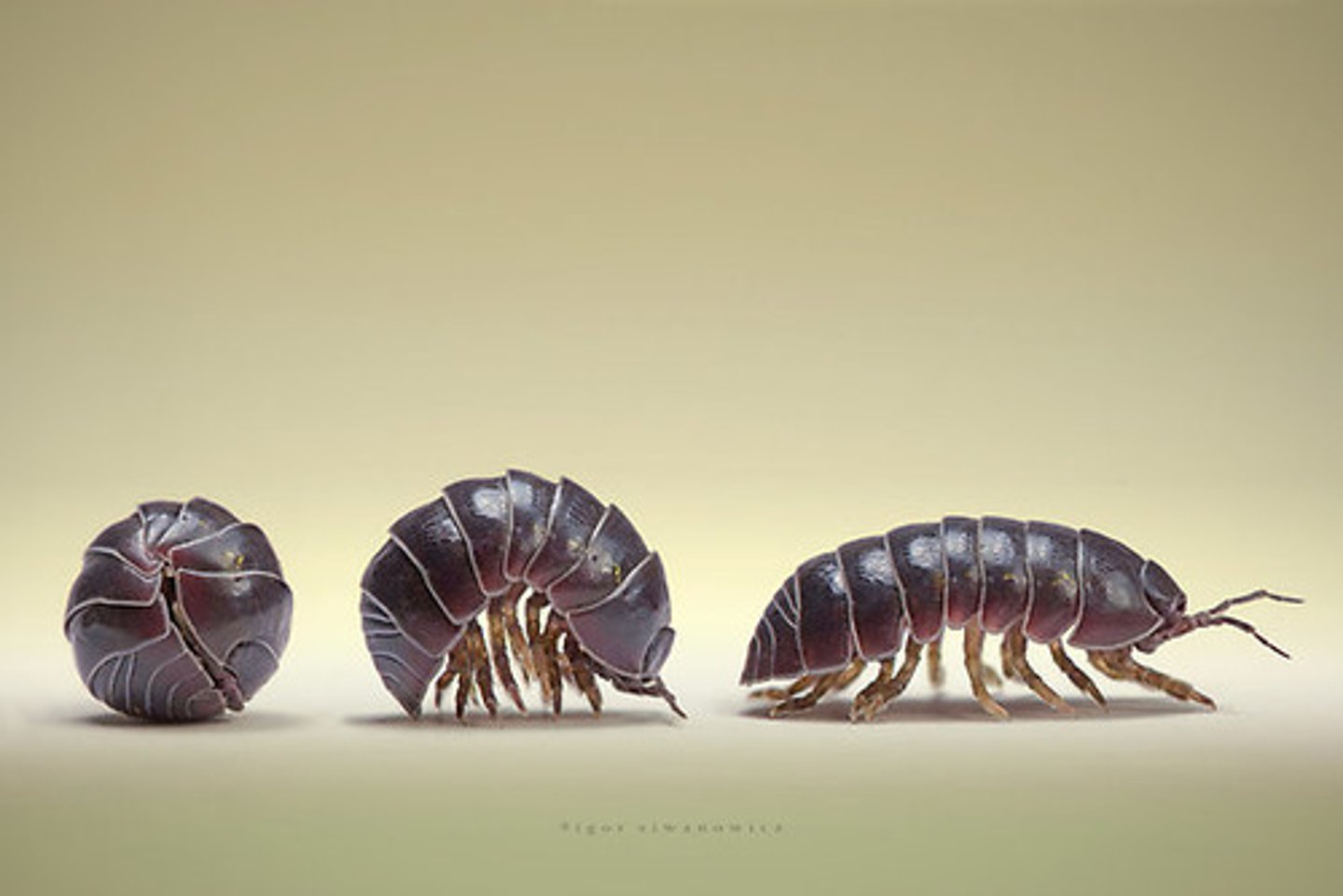 <p>Ordo + Subordo</p>