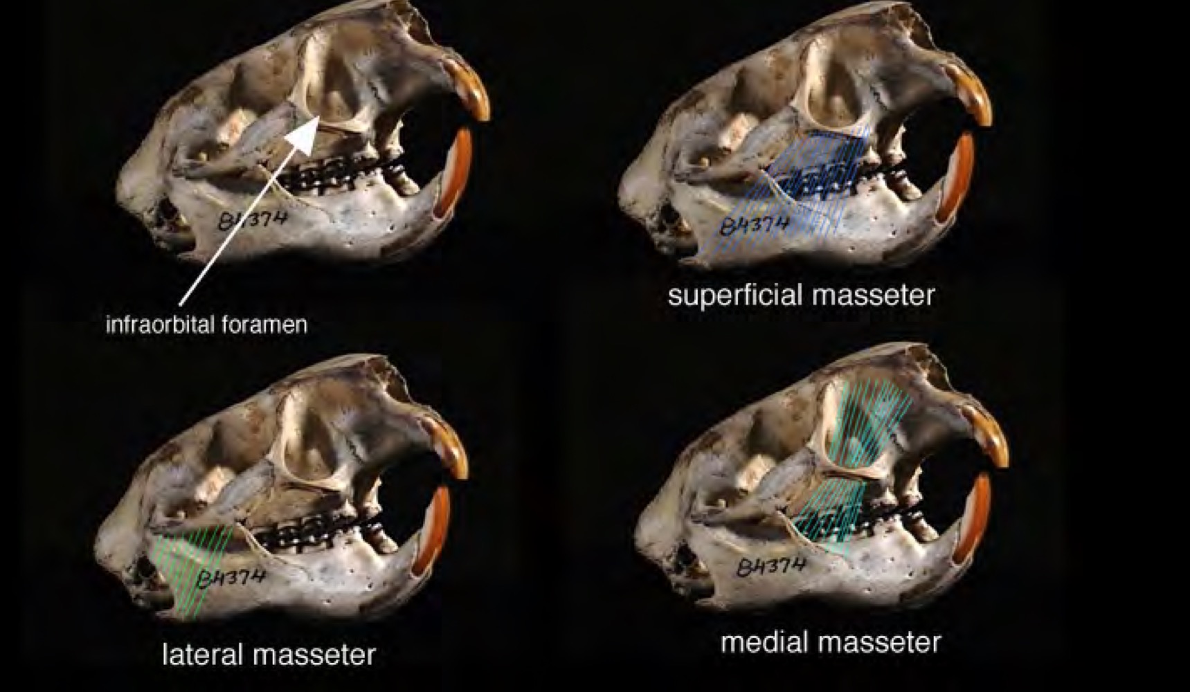 <p>Rodentia Hystricomorpha zygomasseteric system</p>