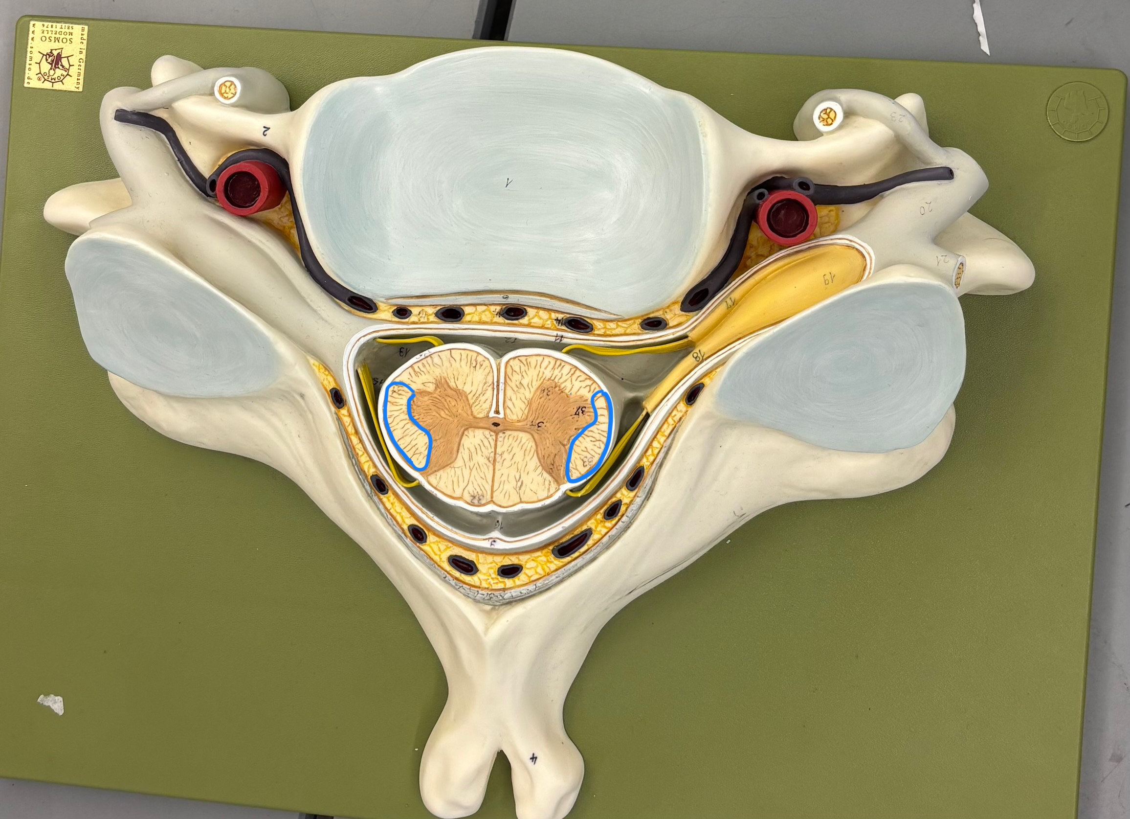 <p>What structure is this?</p>