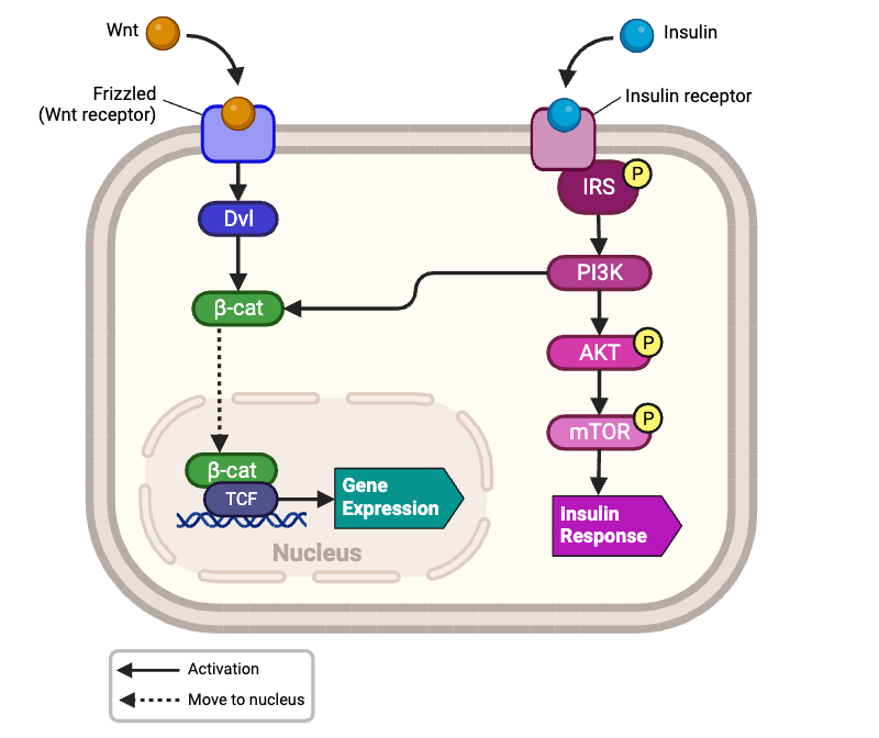 <p>Which cellular responses should occur in the presence of both Wnt and insulin?&nbsp;Select <strong>all</strong> that apply.</p><ul><li><p><span>a. activation of Dvl</span></p></li><li><p><span>b. inhibition of Dvl&nbsp;</span></p></li><li><p><span>c. activation of β-cat&nbsp;</span></p></li><li><p><span>d. inhibition of β-cat</span></p></li><li><p><span>e. β-cat binds to TCF</span></p></li><li><p><span>f. activation of IRS</span></p></li><li><p><span>g. inhibition of IRS</span></p></li><li><p><span>h. activation of PI3K</span></p></li><li><p><span>i. inhibition of PI3K</span></p></li><li><p><span>j. activation of AKT</span></p></li><li><p><span>k. inhibition of AKT</span></p></li><li><p><span>l. activation of mTOR</span></p></li><li><p><span>m. inhibition of mTOR</span></p></li><li><p><span>n. gene expression</span></p></li></ul><p></p>