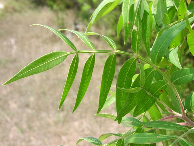 <p>Flameleaf Sumac </p>