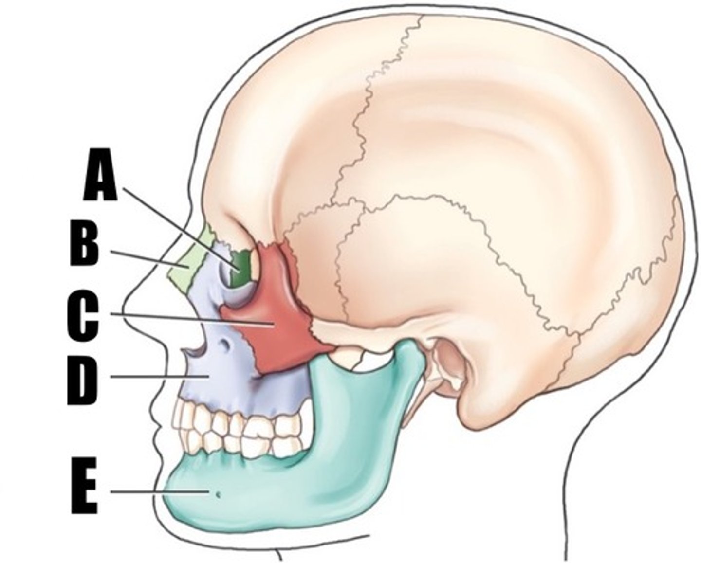 <p>what bone is A</p>