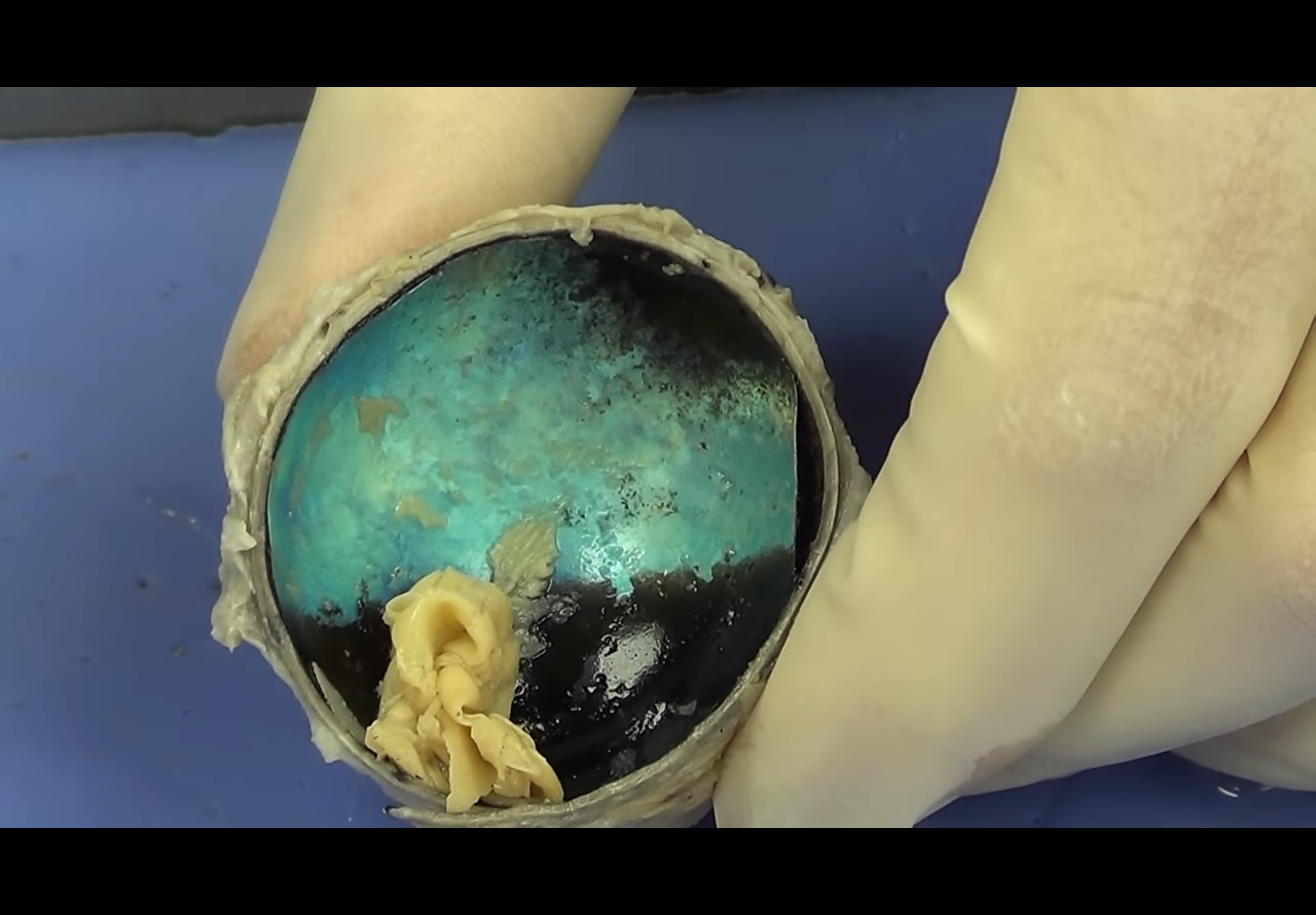 <p>Iridescent or colorful section</p>