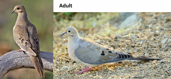 <p>What Bird is this?</p>