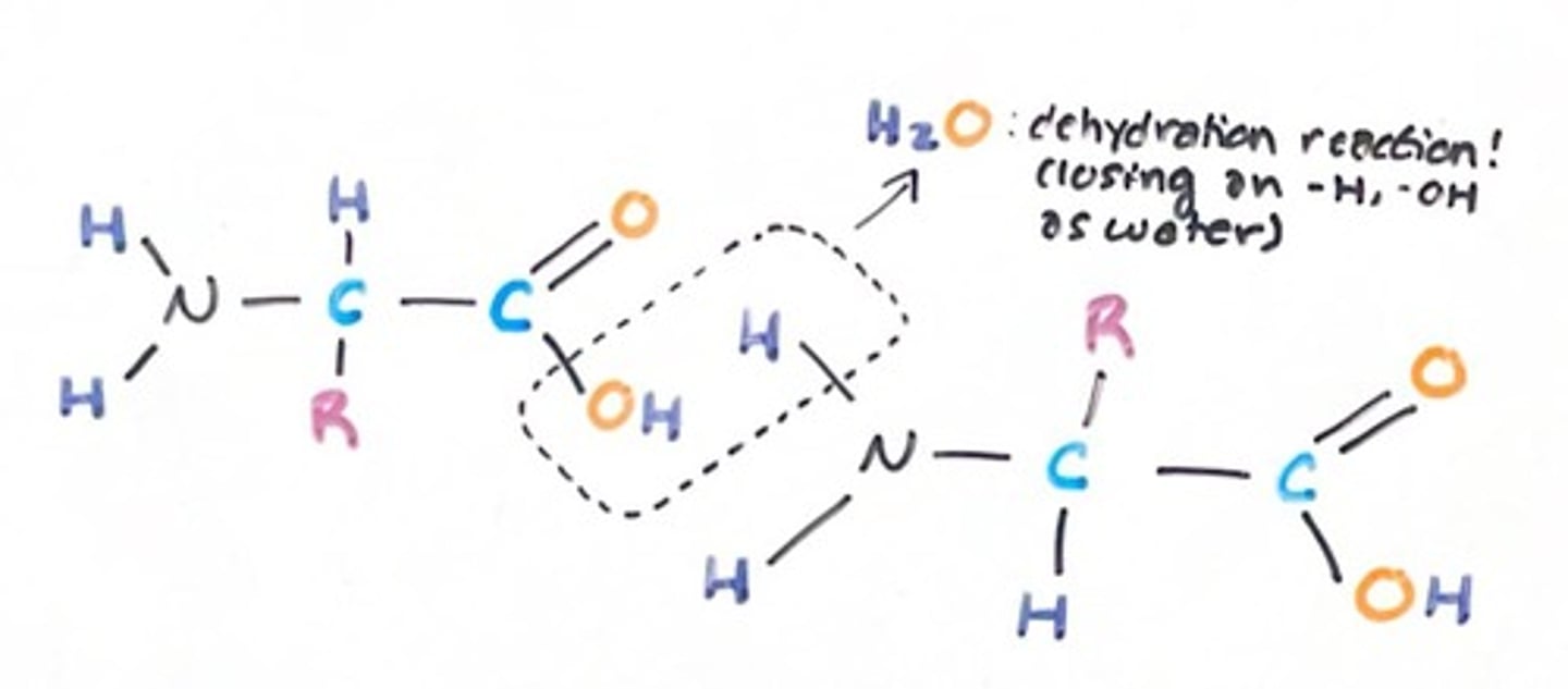 <p>Peptide bonds, which are covalent bonds</p>