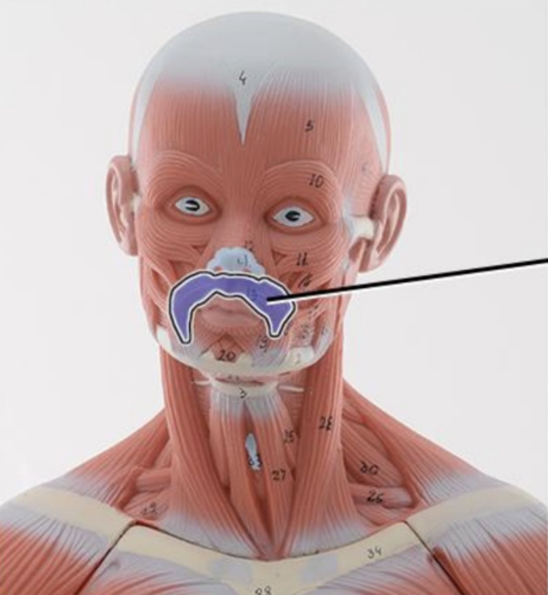 <p>action of orbicularis oris</p>