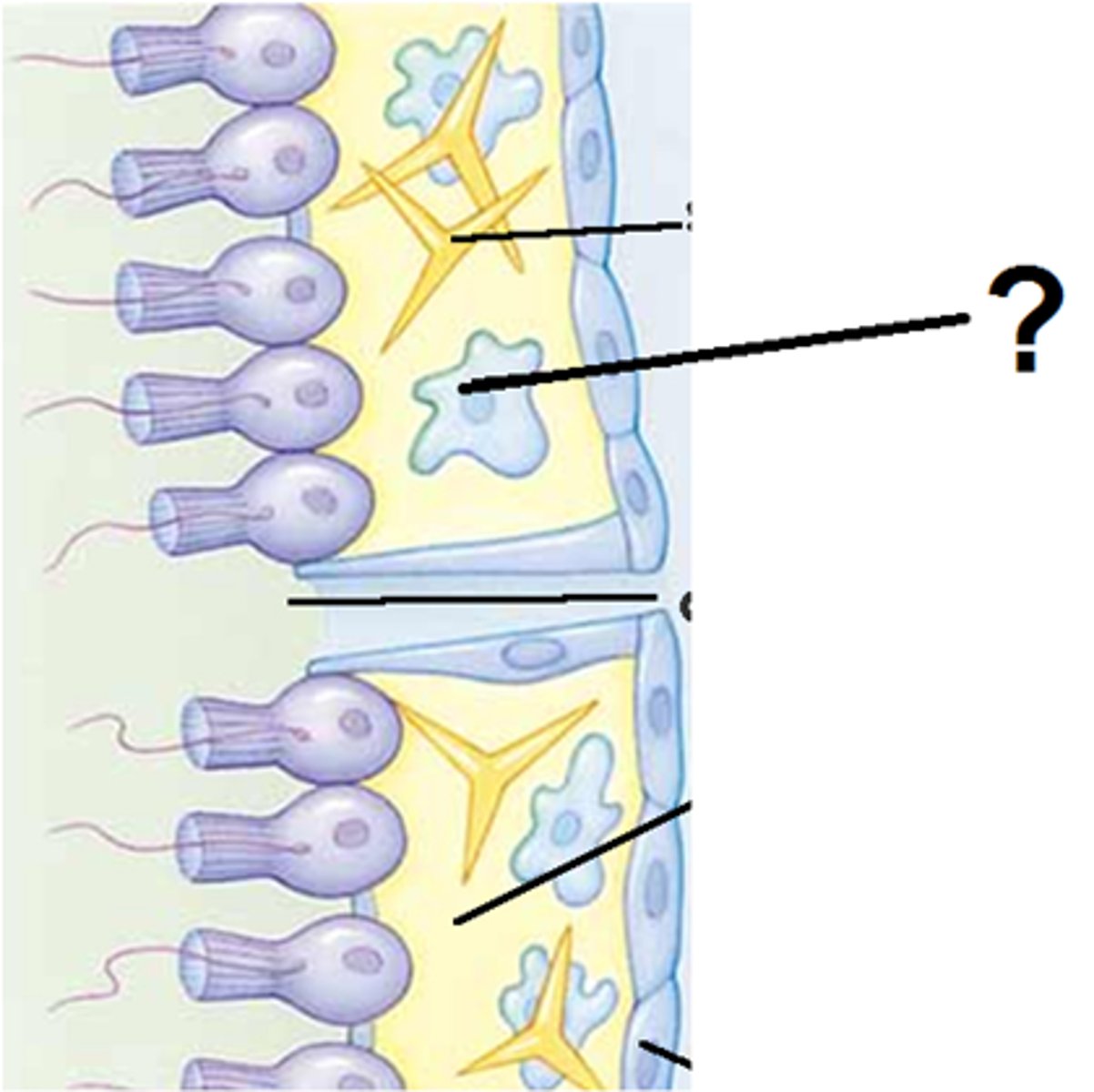 <p>- Produce sponges skeleton</p><p>- occupy mesohyl</p>