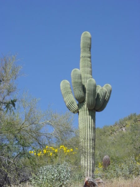 <p>Saguaro cactus</p>