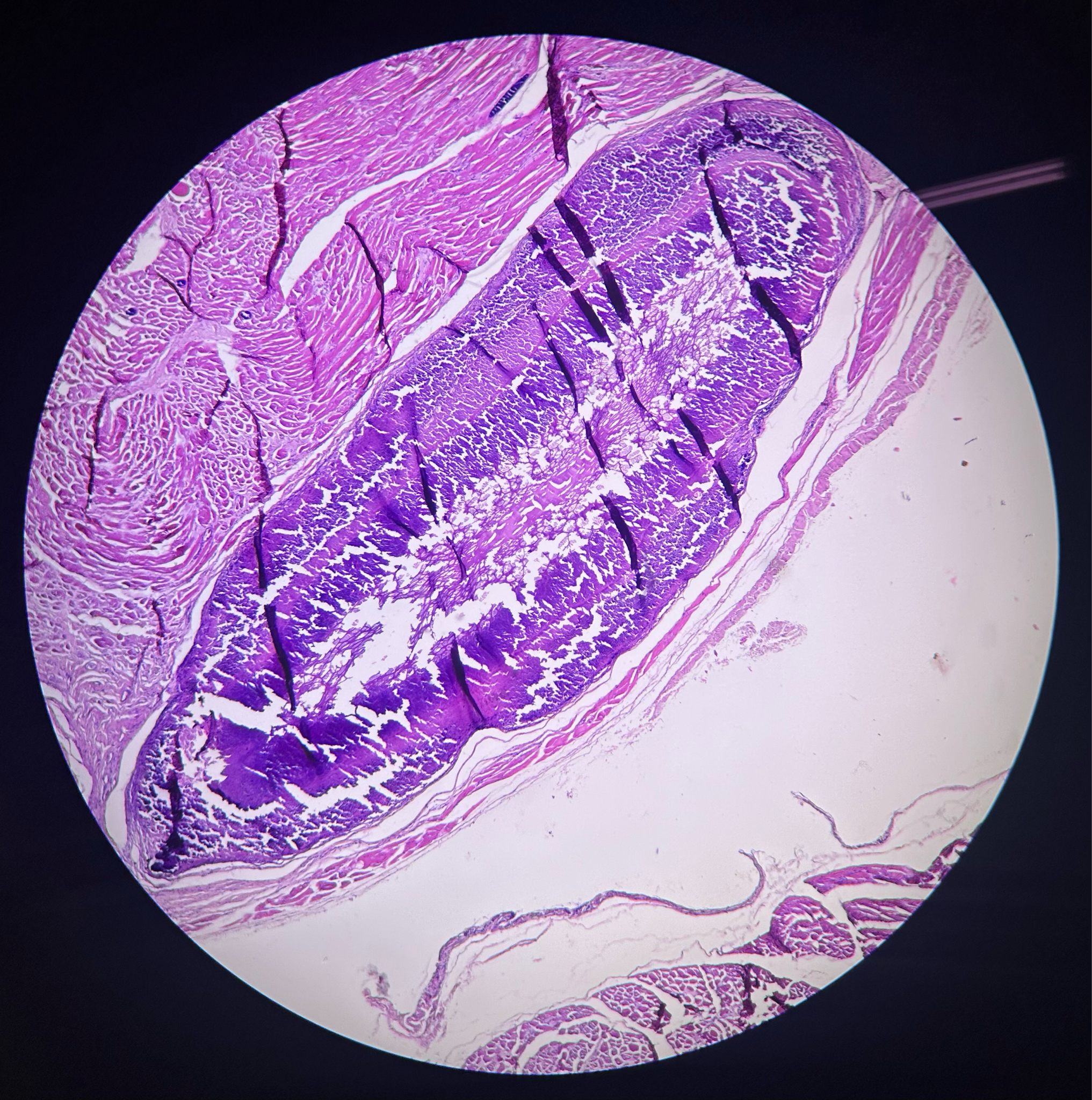 knowt flashcard image