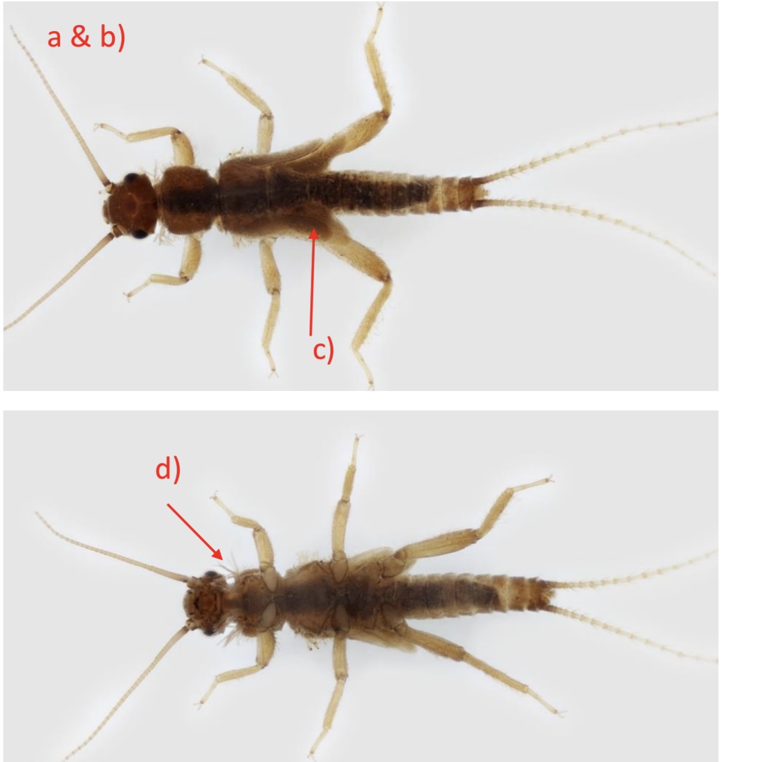 <p>Small, brown, hairy. Gills on neck</p>