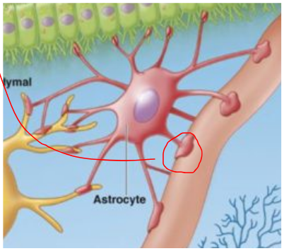 <ul><li><p><u>Large portion of cells in the brain</u></p></li><li><p><strong><u>Forms the blood-brain-barrier</u></strong></p><ul><li><p>Star shaped - lots of branches (<u>has plugs</u> @ their ends to <u>block + monitor movement of molecules</u>)</p></li></ul></li><li><p><u>Provides neuron with substrates for ATP production</u></p></li><li><p>Helps <u>maintain homeostasis</u> by taking up H<sub>2</sub>O + K<sup>+</sup></p></li></ul><p></p>