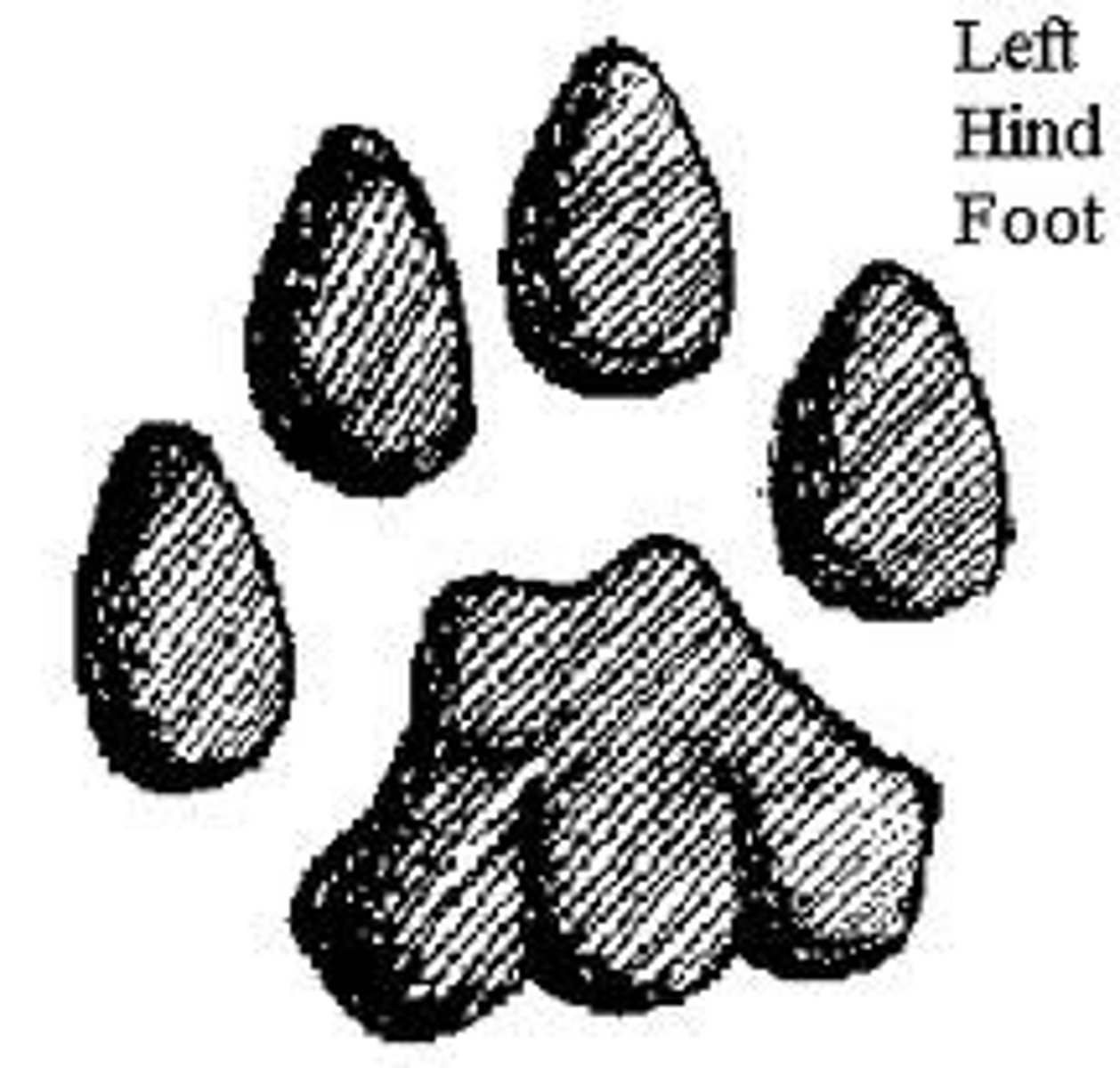 <p>2 inches front and back foot</p>