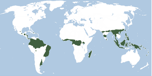 <p>what is the climate of the Tropical forest</p>