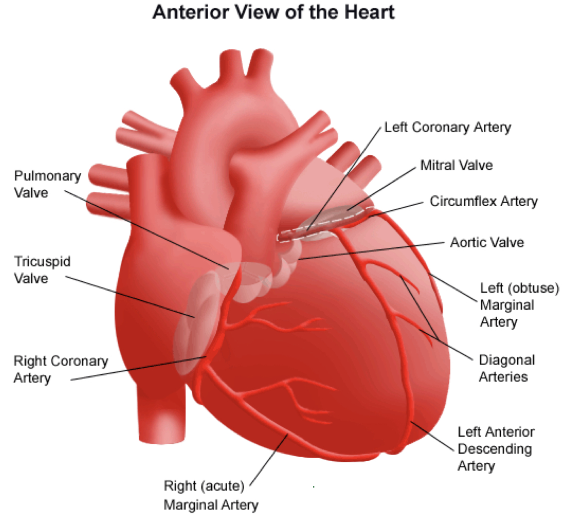 <ul><li><p>arteries that carry blood AWAY from the heart</p></li><li><p>veins that carry blood TO the heart</p></li><li><p>2 atria that receive venous blood (blood enters the heart)</p></li><li><p>2 ventricles that eject blood into arteries (blood leaves the heart); right ventricle pumps deoxygenated blood through the pulmonary artery--&gt; lungs and the left ventricle pumps oxygenated blood through the aorta--&gt; rest of the body</p></li></ul>