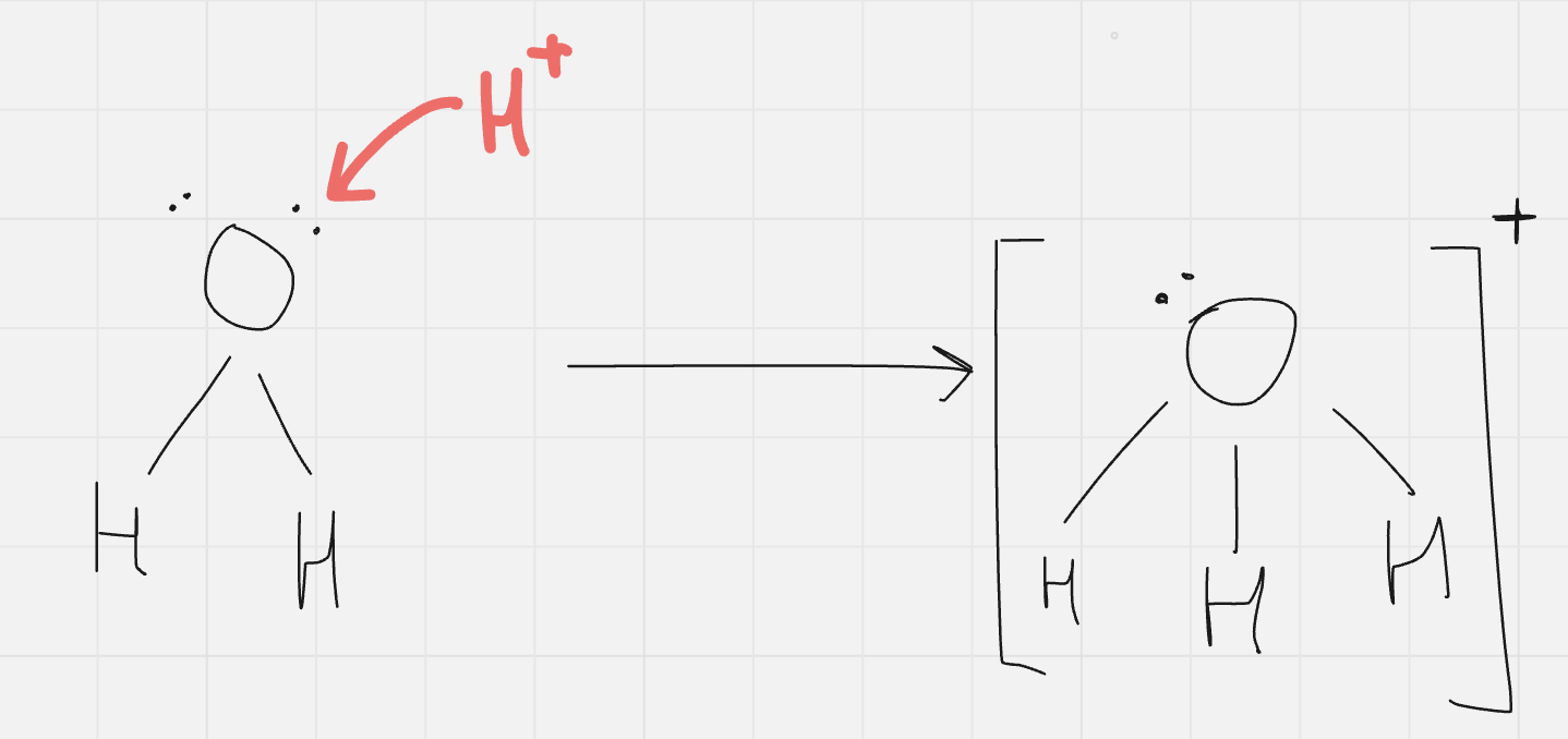 <p>since positive charge of H+ strongly attracted to negatively charged regions of water… forms H3O+ (hydronium ions) </p><ul><li><p>water is polar (H+ forms a bond at one of O’s lone pairs) </p></li></ul><p></p>